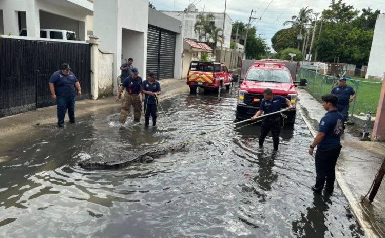 Alertan  a población de Ciudad Madero por presencia de cocodrilos tras las  lluvias