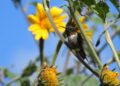 Protege Tamaulipas las rutas naturales del colibrí de garganta rubí