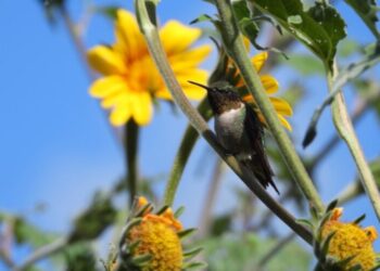 Protege Tamaulipas las rutas naturales del colibrí de garganta rubí