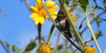 Protege Tamaulipas las rutas naturales del colibrí de garganta rubí
