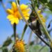 Protege Tamaulipas las rutas naturales del colibrí de garganta rubí
