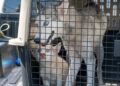 Policías rescatan de situación de abandono a madre y cachorro de raza Huski en colonia  Mainero de Victoria