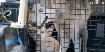 Policías rescatan de situación de abandono a madre y cachorro de raza Huski en colonia  Mainero de Victoria