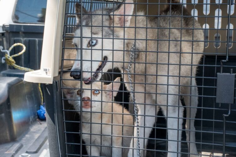 Policías rescatan de situación de abandono a madre y cachorro de raza Huski en colonia  Mainero de Victoria