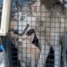 Policías rescatan de situación de abandono a madre y cachorro de raza Huski en colonia  Mainero de Victoria