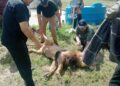 Con valor y gallardía agentes de la GE ‘capturan’ a un león ‘paseando’ por Matamoros