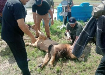 Con valor y gallardía agentes de la GE ‘capturan’ a un león ‘paseando’ por Matamoros