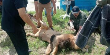 Con valor y gallardía agentes de la GE ‘capturan’ a un león ‘paseando’ por Matamoros