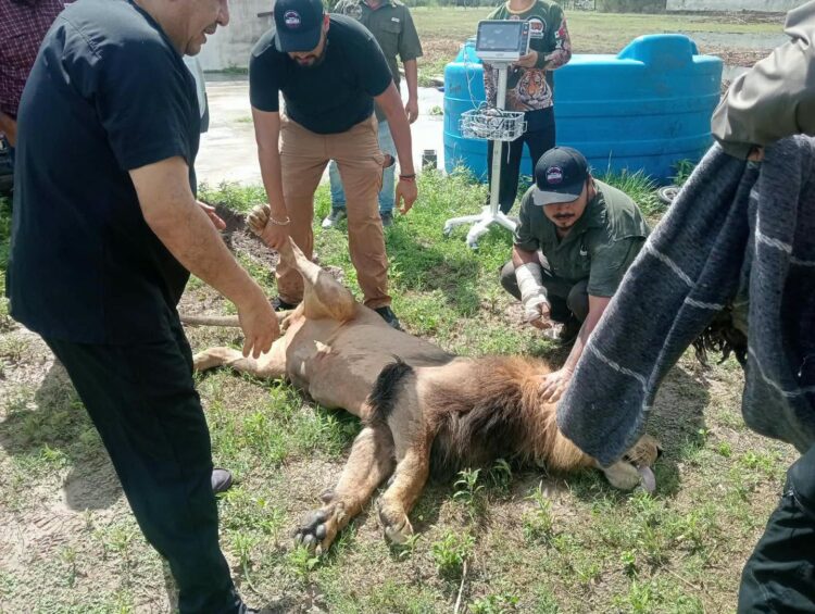 Con valor y gallardía agentes de la GE ‘capturan’ a un león ‘paseando’ por Matamoros