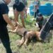 Con valor y gallardía agentes de la GE ‘capturan’ a un león ‘paseando’ por Matamoros