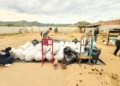 Enfrentamiento entre grupos criminales deja 2 muertos y un herido en Chihuahua; hallan 983 kilos de marihuana