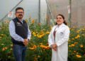 Investiga Chapingo el uso de cempasúchil para sanar suelos y recursos hídricos agrícolas