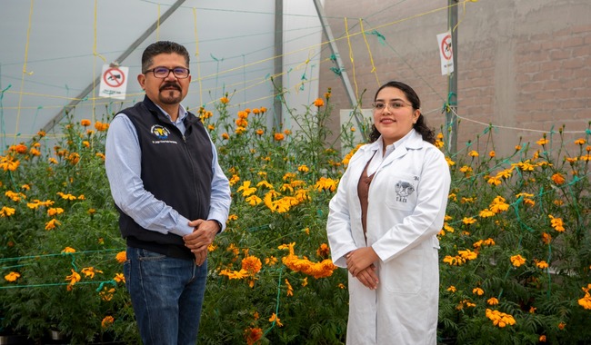 Investiga Chapingo el uso de cempasúchil para sanar suelos y recursos hídricos agrícolas
